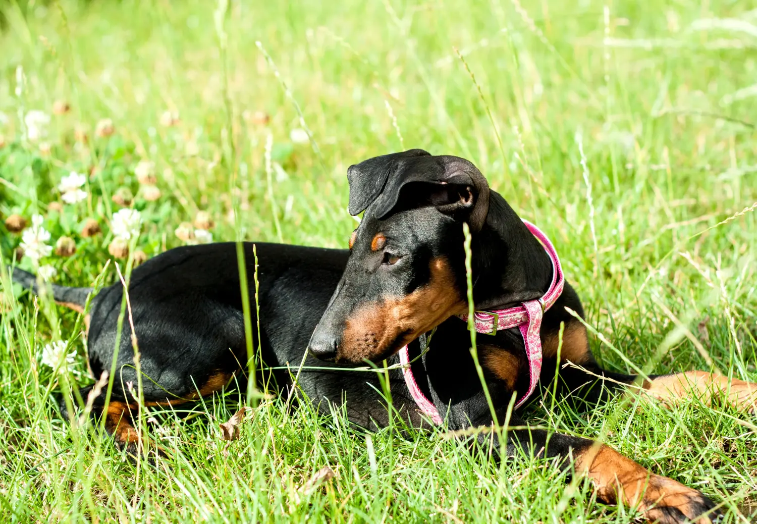 Manchester terrier kölyökkutya vásárlása felelősségvállalást jelent! Manchester terrier kiskutyák vásárlása.