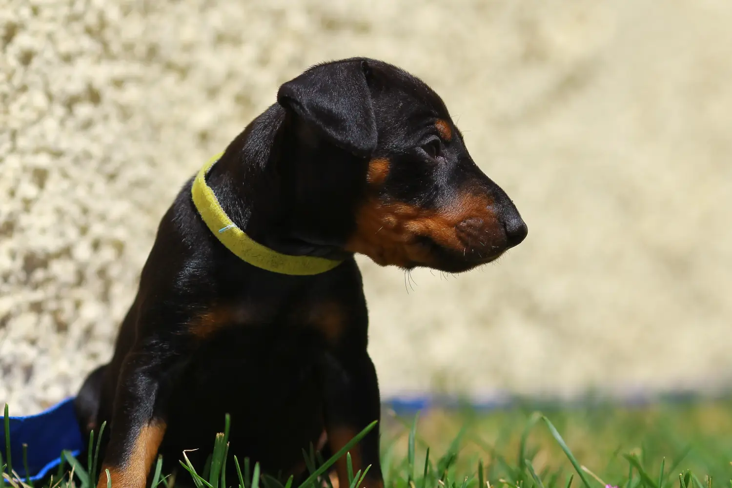 Manchester terrier kölyökkutya vásárlása felelősségvállalást jelent! Manchester terrier kiskutyák vásárlása.
