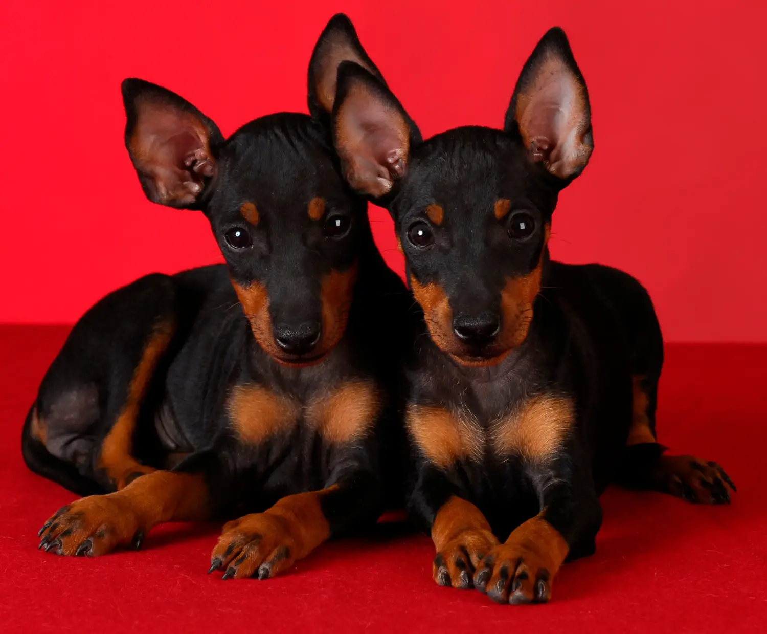 Manchester terrier kölyökkutya vásárlása felelősségvállalást jelent! Manchester terrier kiskutyák vásárlása.