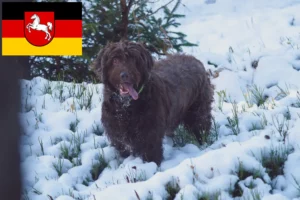 Read more about the article Pudelpointer tenyésztők és kölykök Alsó-Szászországban
