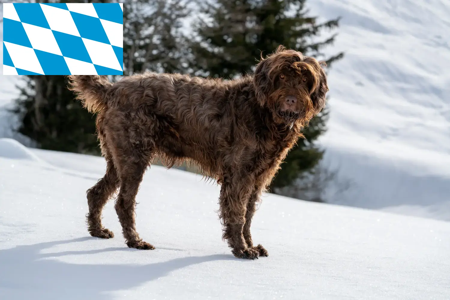 Read more about the article Pudelpointer tenyésztők és kölykök Bajorországban