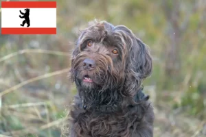 Read more about the article Pudelpointer tenyésztők és kölykök Berlinben