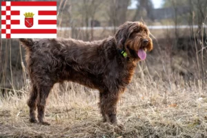 Read more about the article Pudelpointer tenyésztők és kölykök Brémában