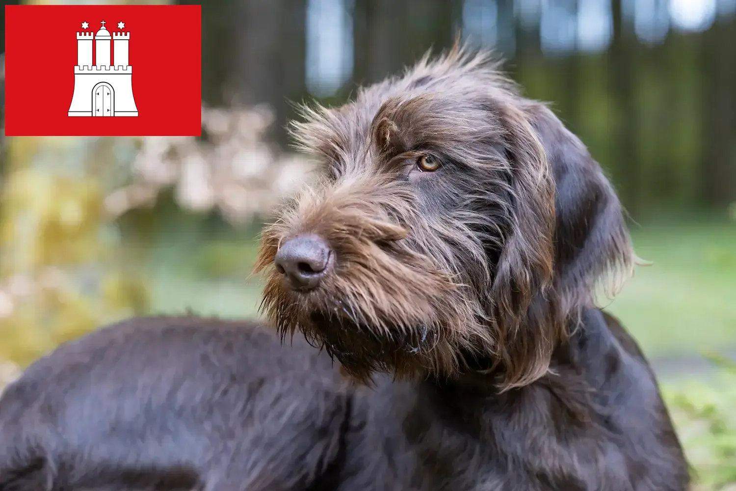 Read more about the article Pudelpointer tenyésztők és kölykök Hamburgban