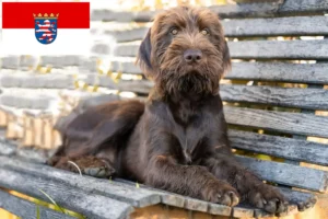 Read more about the article Pudelpointer tenyésztők és kölykök Hessenben