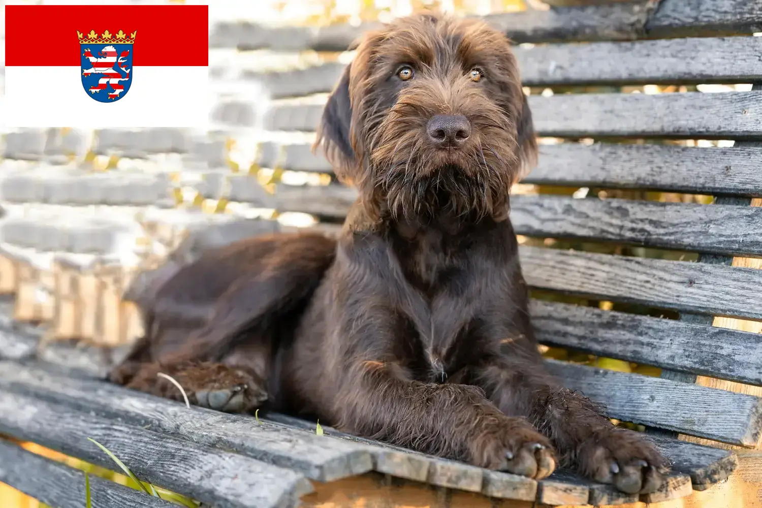 Read more about the article Pudelpointer tenyésztők és kölykök Hessenben