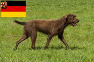 Read more about the article Pudelpointer tenyésztők és kiskutyák Rajna-vidék-Pfalzban