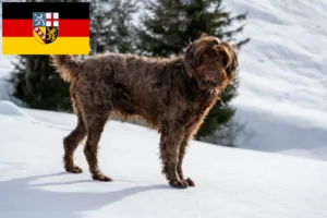 Read more about the article Pudelpointer tenyésztők és kölykök Saar-vidéken