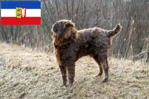 Read more about the article Pudelpointer tenyésztők és kölykök Schleswig-Holstein tartományban