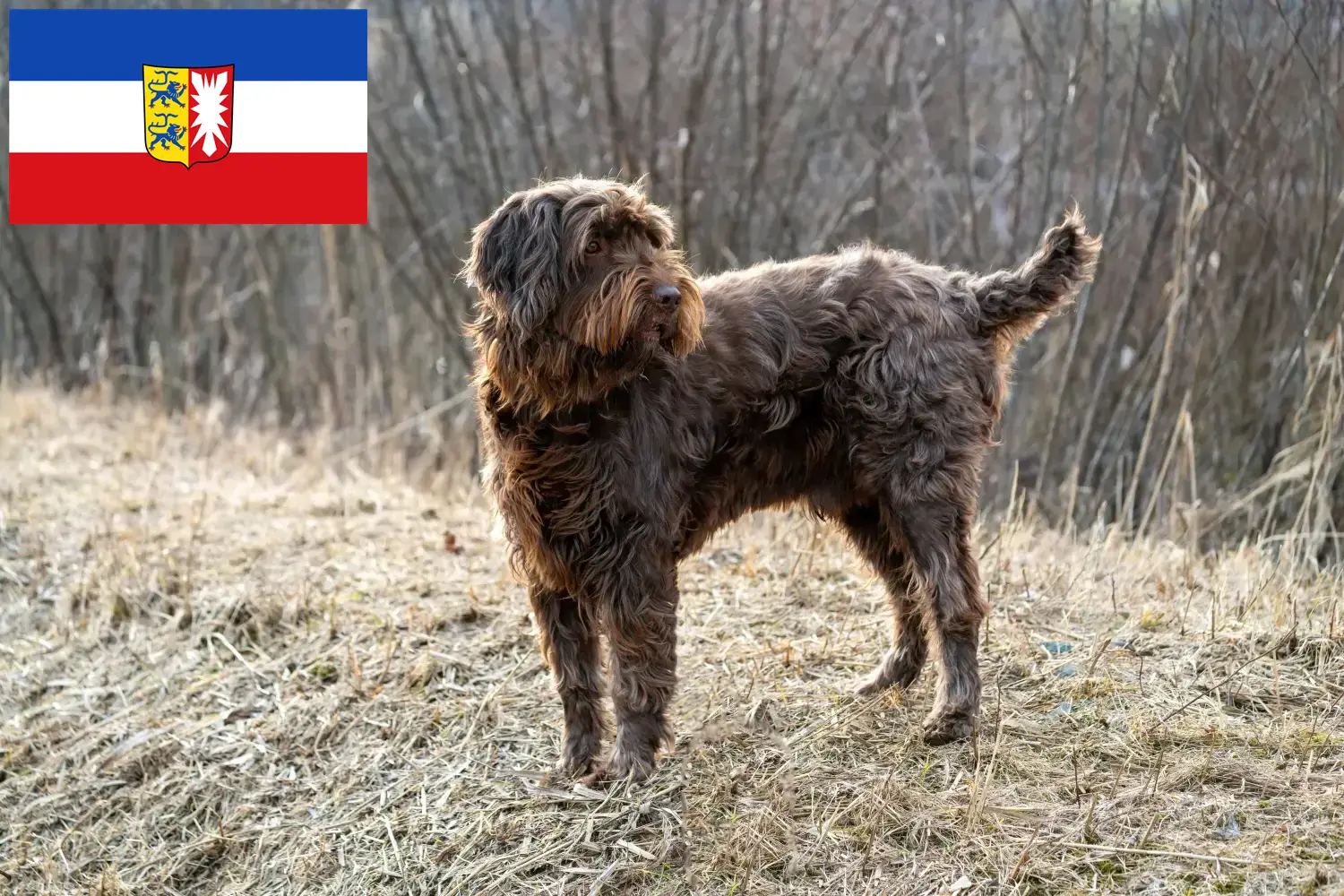 Read more about the article Pudelpointer tenyésztők és kölykök Schleswig-Holstein tartományban