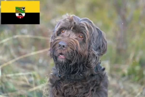 Read more about the article Pudelpointer tenyésztők és kölykök Szász-Anhaltban