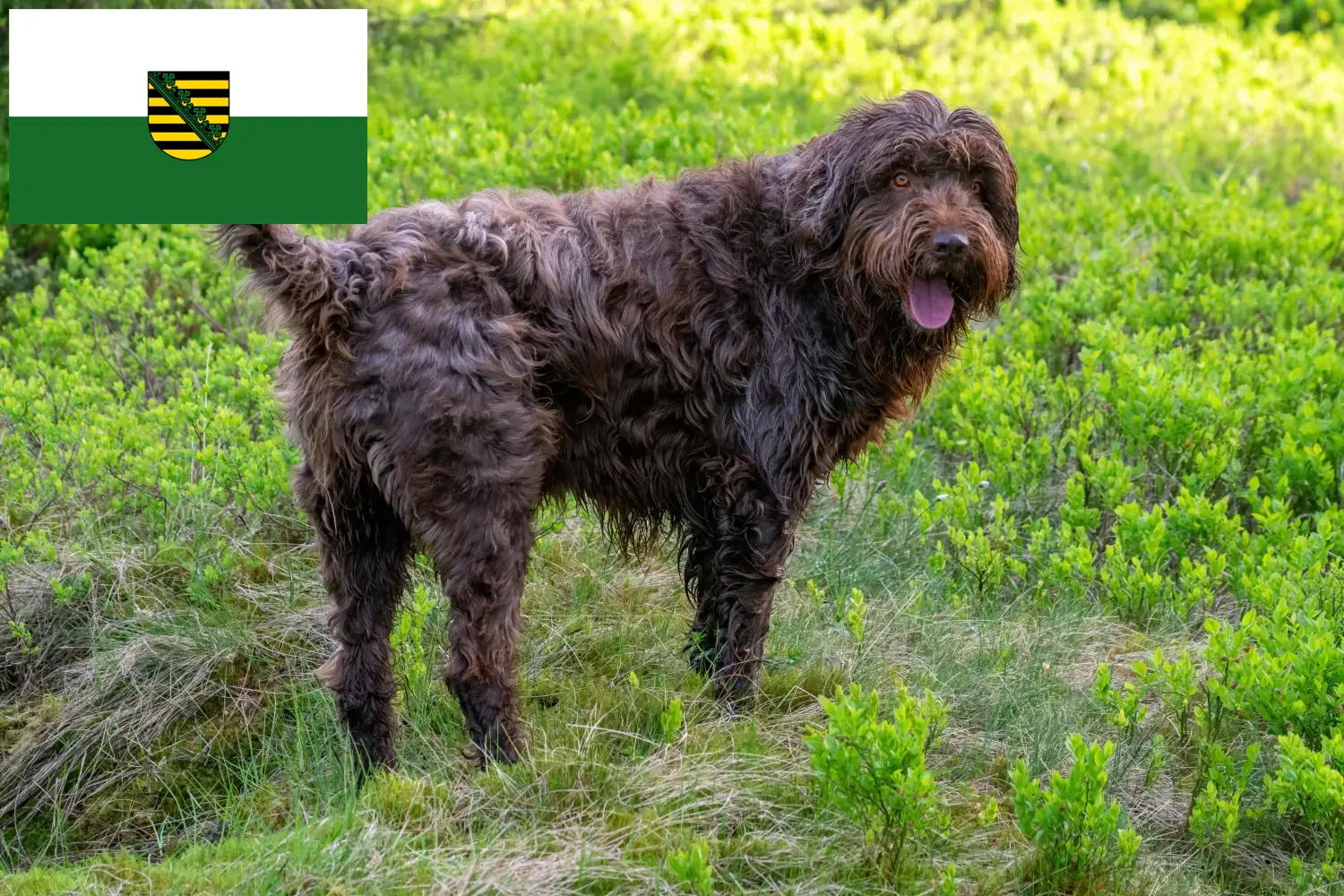Pudelpointer kiskutyák és tenyésztő Szászország Itt szászországi pudelpointer tenyésztőket talál.