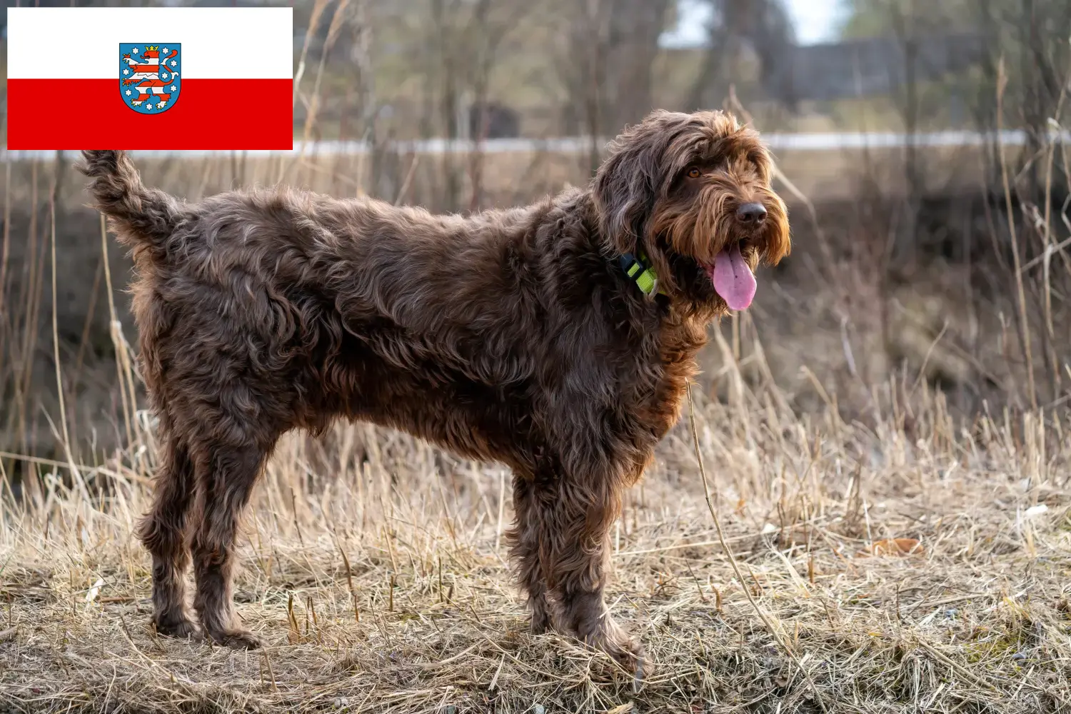 Read more about the article Pudelpointer tenyésztők és kölykök Türingiában