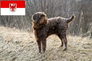 Read more about the article Pudelpointer tenyésztők és kölykök Brandenburgban