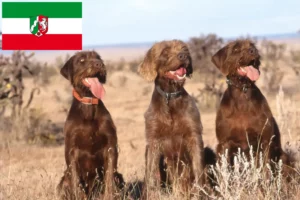Read more about the article Pudelpointer tenyésztők és kiskutyák Észak-Rajna-Vesztfália területén