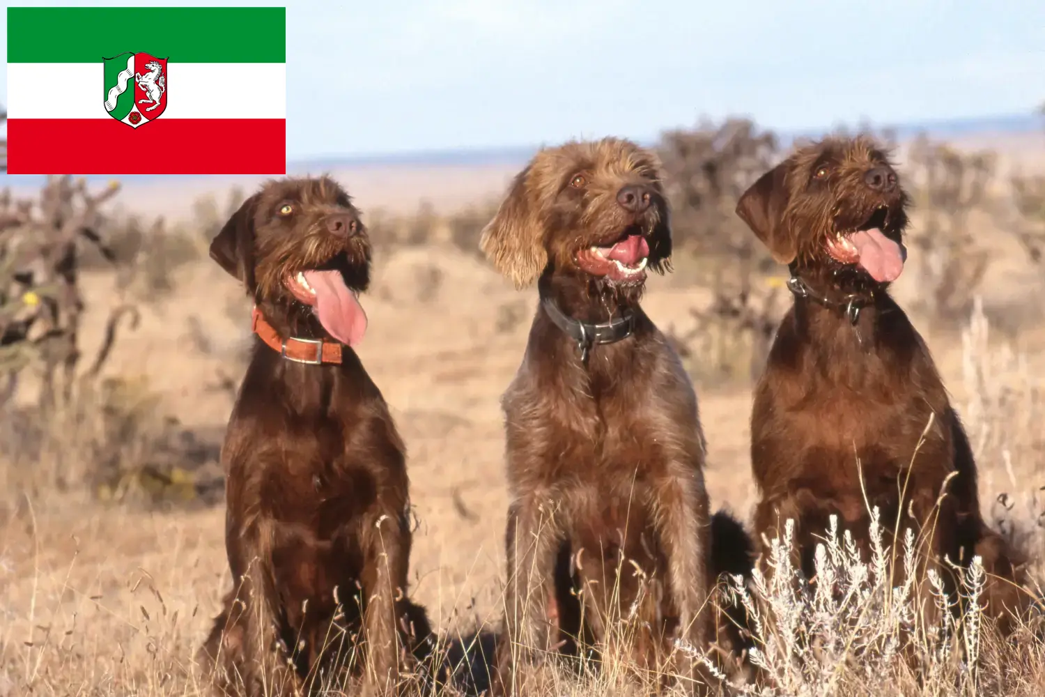 Read more about the article Pudelpointer tenyésztők és kiskutyák Észak-Rajna-Vesztfália területén