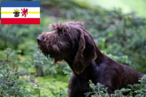 Read more about the article Pudelpointer tenyésztők és kölykök Mecklenburg-Vorpommernben