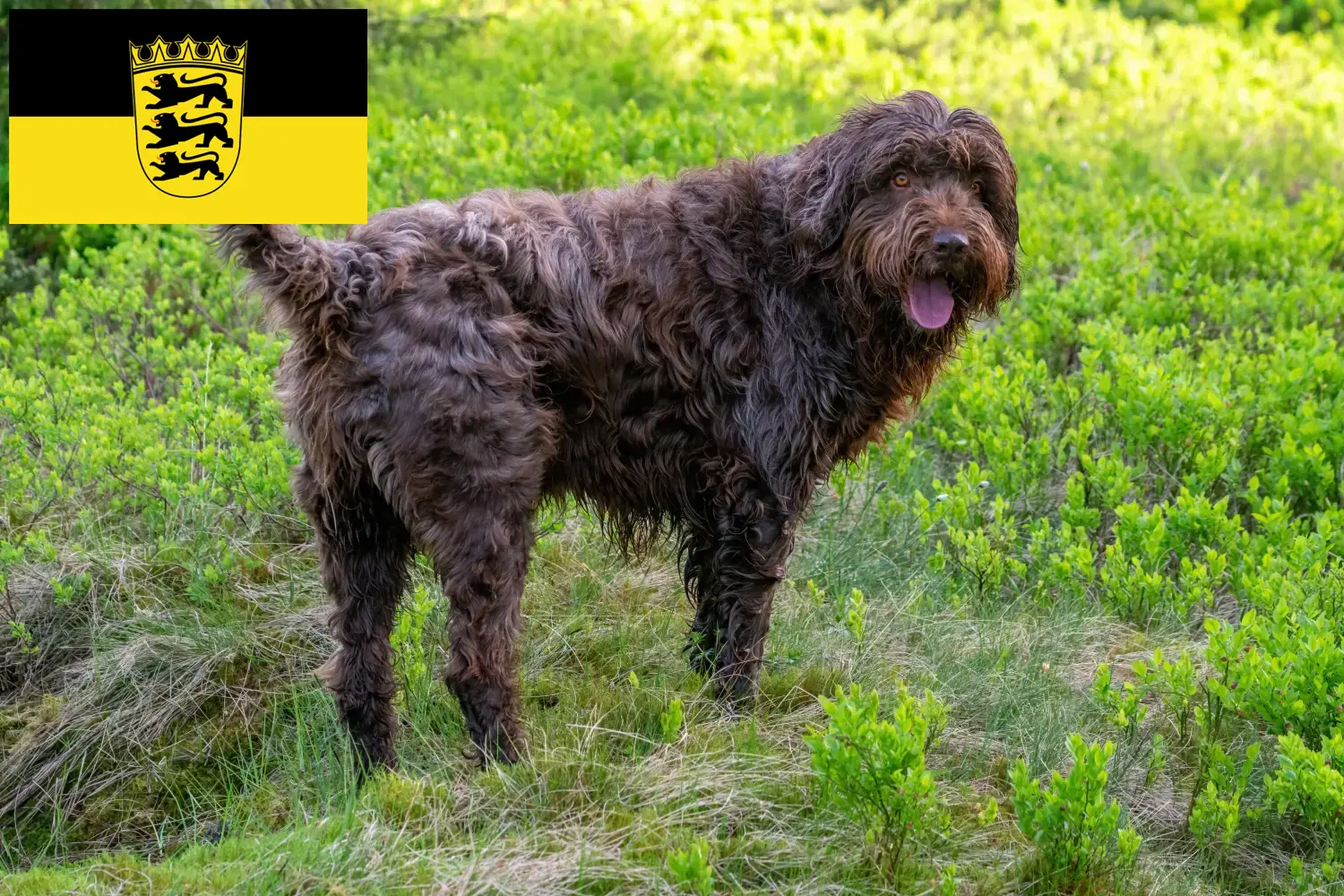 Read more about the article Pudelpointer tenyésztők és kölykök Baden-Württembergben