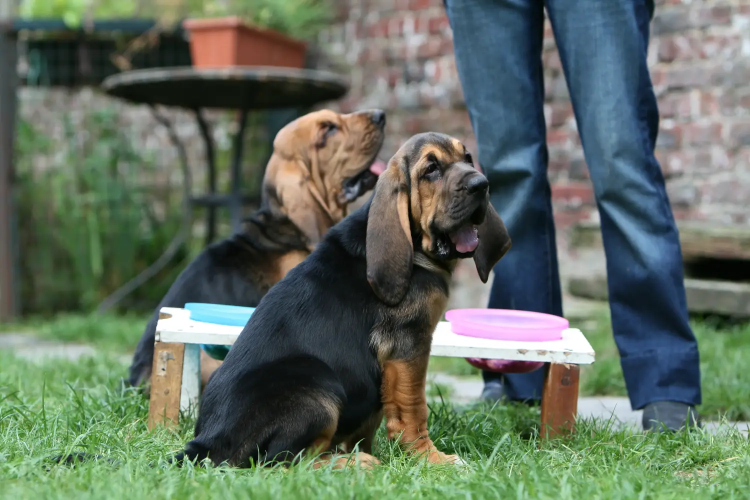 Bloodhound kölyökkutya vásárlása felelősségvállalást jelent! Bloodhound kiskutyák vásárlása.