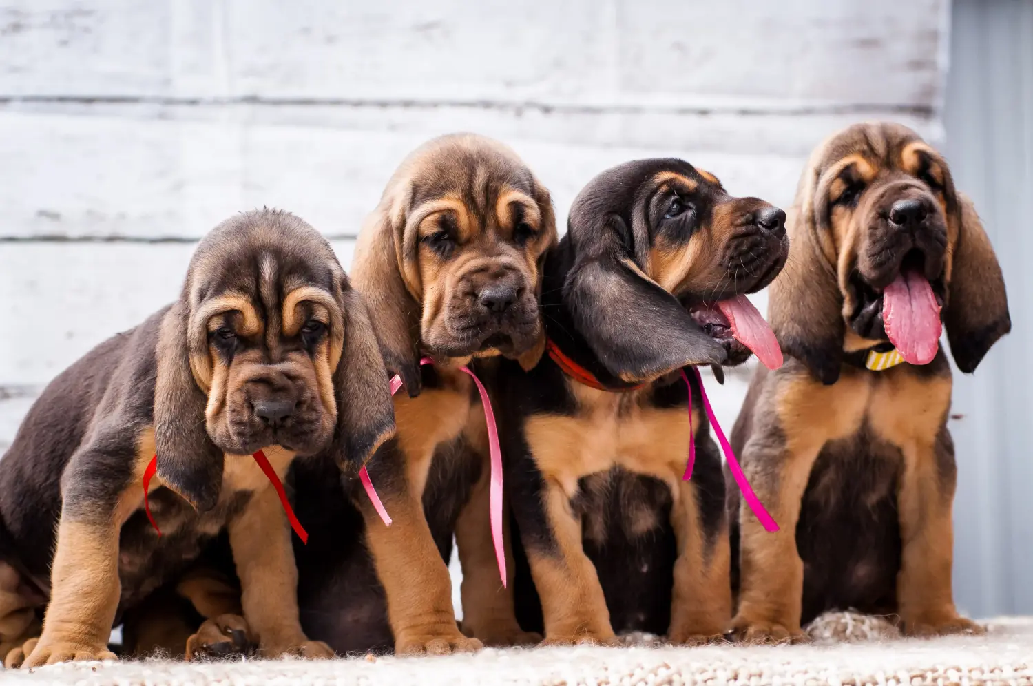 Bloodhound kölyökkutya vásárlása felelősségvállalást jelent! Bloodhound kiskutyák vásárlása.