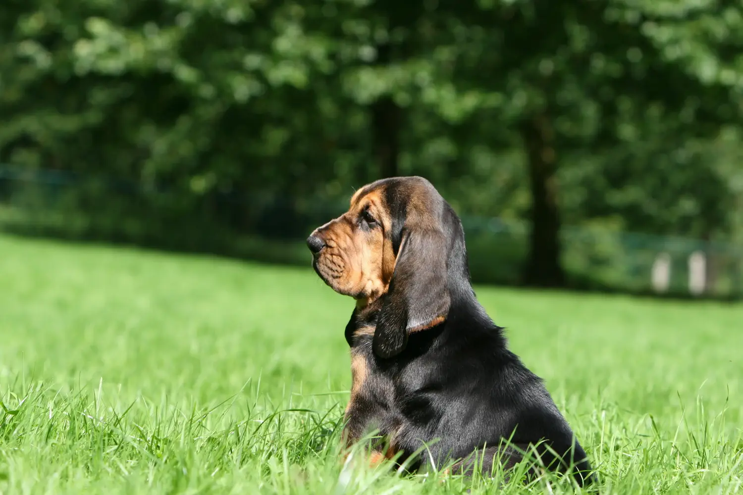 Bloodhound kölyökkutya vásárlása felelősségvállalást jelent! Bloodhound kiskutyák vásárlása.