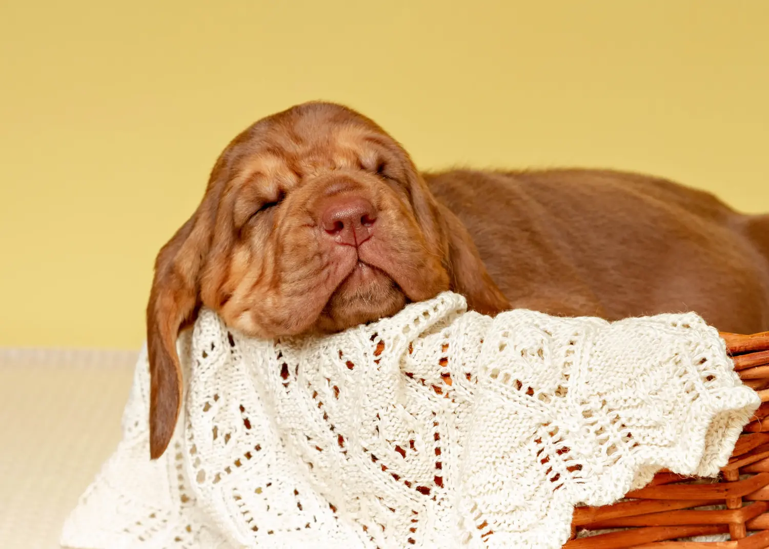 Bloodhound kölyökkutya vásárlása felelősségvállalást jelent! Bloodhound kiskutyák vásárlása.