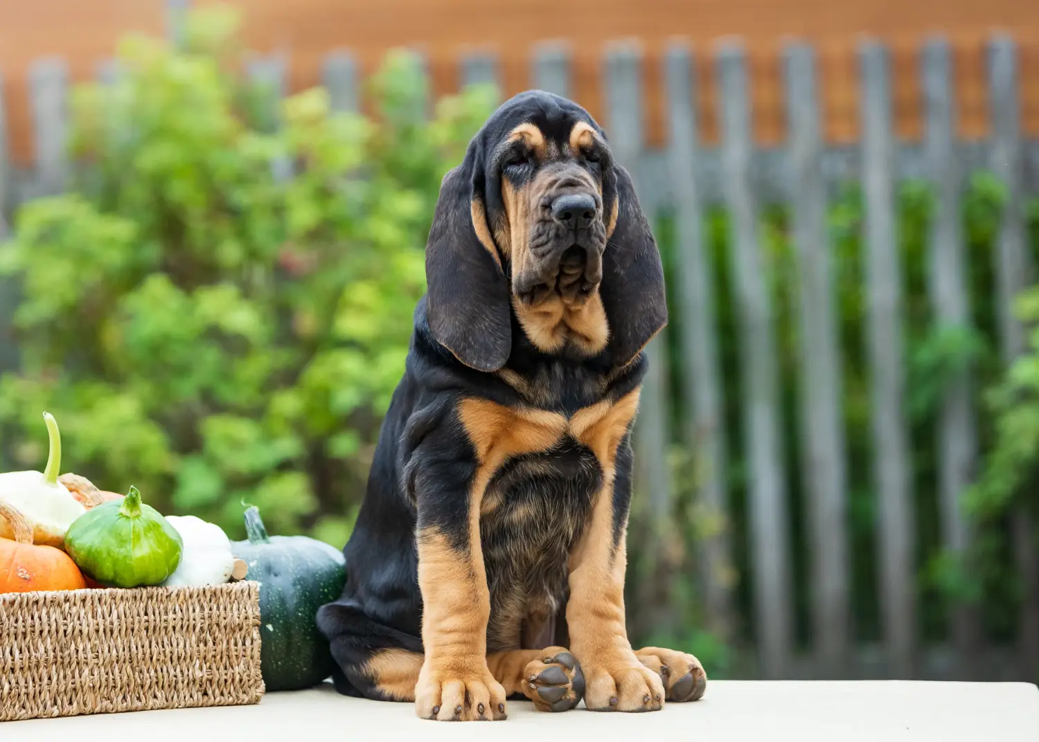 Bloodhound kölyökkutya vásárlása felelősségvállalást jelent! Bloodhound kiskutyák vásárlása.