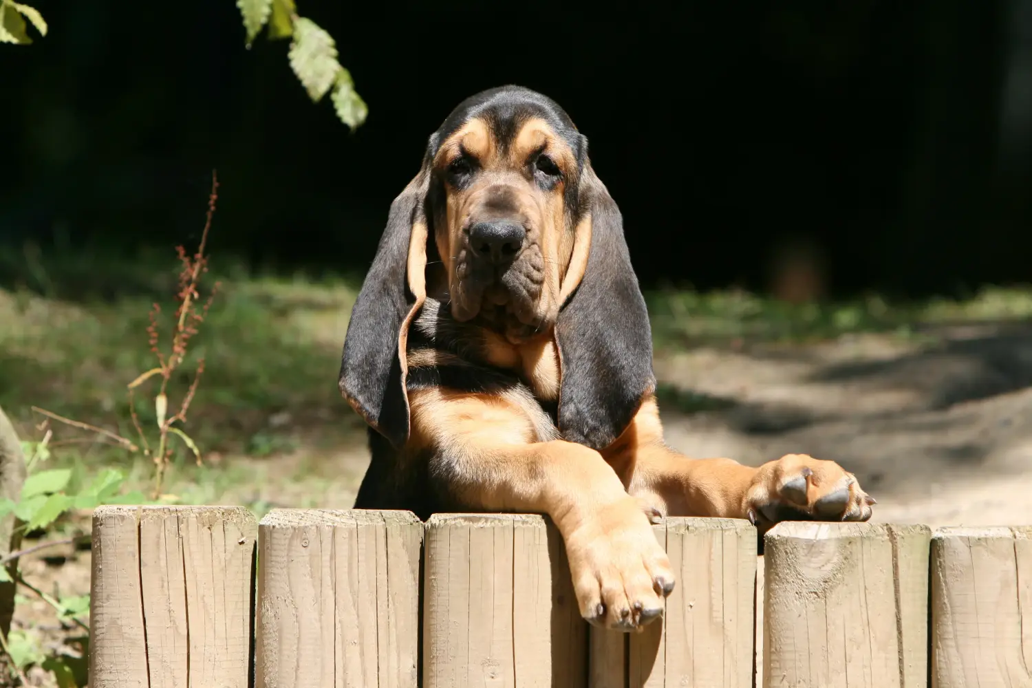 Bloodhound kölyökkutya vásárlása felelősségvállalást jelent! Bloodhound kiskutyák vásárlása.