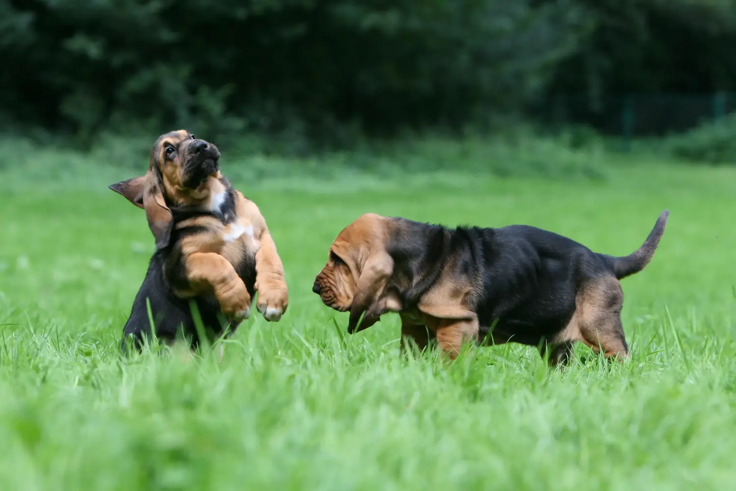 Bloodhound kölyökkutya vásárlása felelősségvállalást jelent! Bloodhound kiskutyák vásárlása.