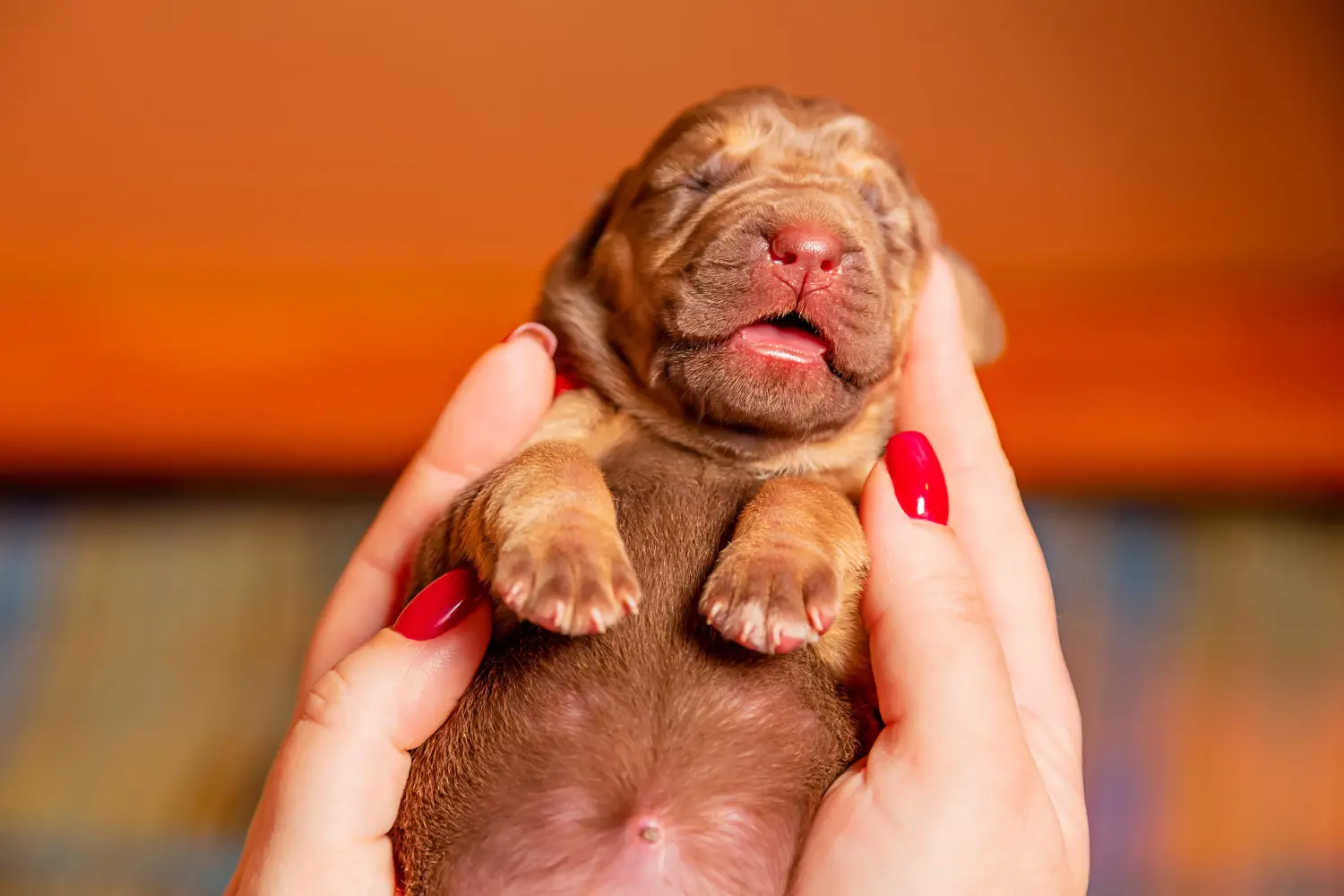 Bloodhound kölyökkutya vásárlása felelősségvállalást jelent! Bloodhound kiskutyák vásárlása.