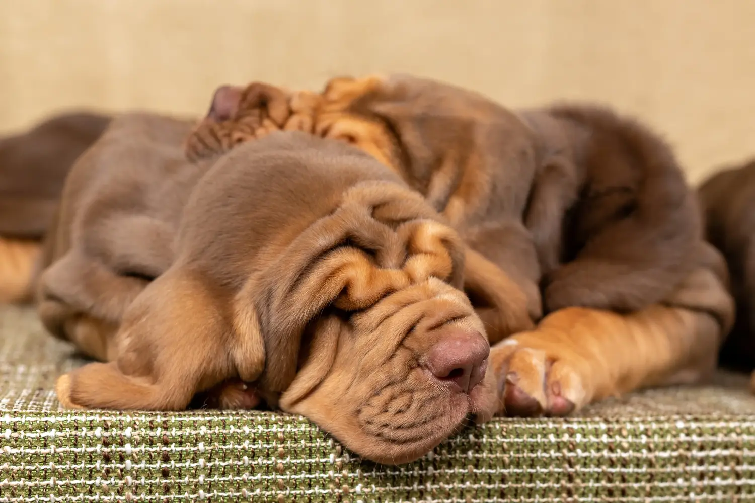 Bloodhound kölyökkutya vásárlása felelősségvállalást jelent! Bloodhound kiskutyák vásárlása.