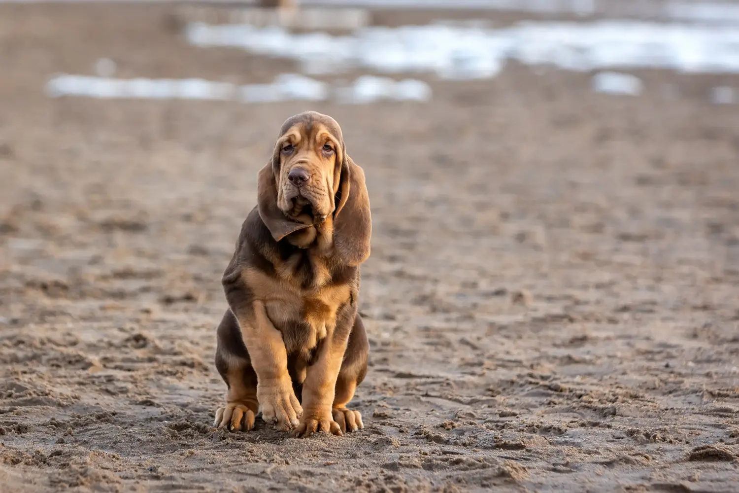 Bloodhound kölyökkutya vásárlása felelősségvállalást jelent! Bloodhound kiskutyák vásárlása.