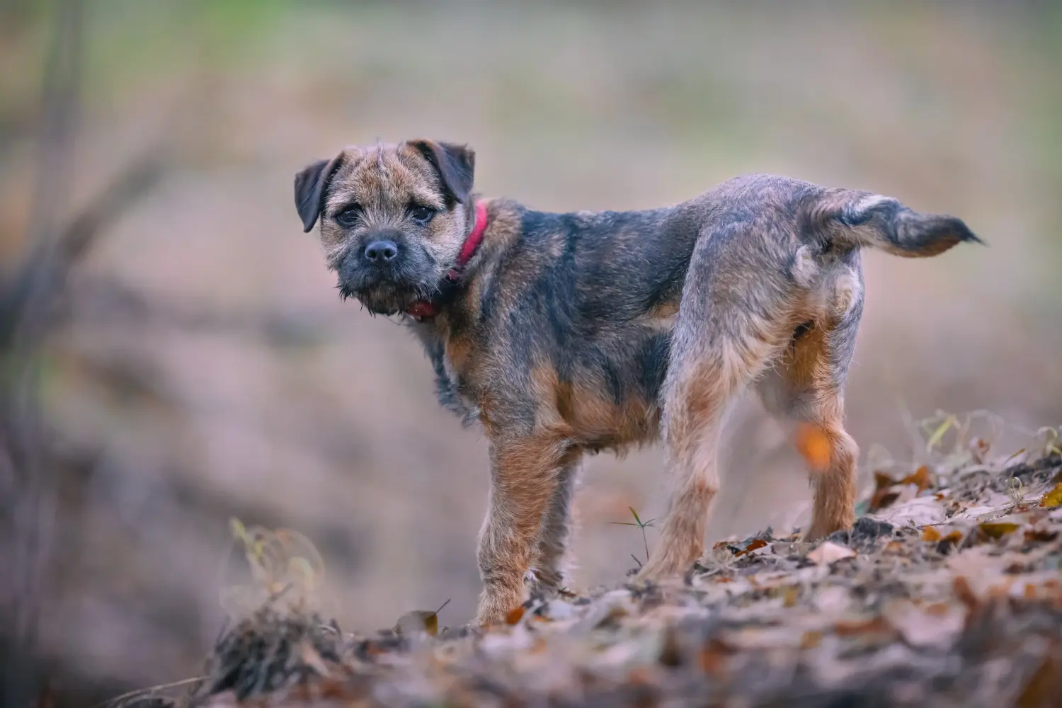 Border terrier kölyökkutya vásárlása felelősségvállalást jelent! Border terrier kiskutyák vásárlása.
