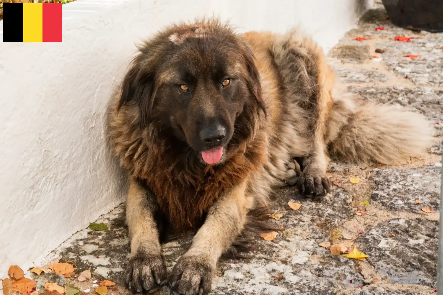 Cão Da Serra Da Estrela kölyökkutyák és tenyésztők Belgium Itt találja a Cão Da Serra Da Estrelas tenyésztőit Belgiumban.