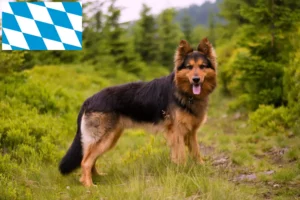 Read more about the article Chodský pes tenyésztők és kiskutyák Bajorországban