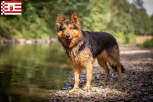 Read more about the article Chodský pes tenyésztők és kiskutyák Brémában