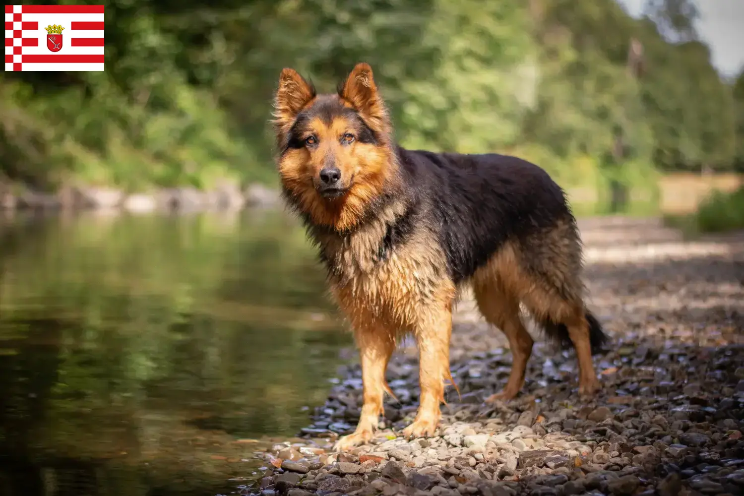 Read more about the article Chodský pes tenyésztők és kiskutyák Brémában
