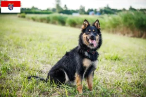 Read more about the article Chodský pes tenyésztők és kiskutyák Hessenben
