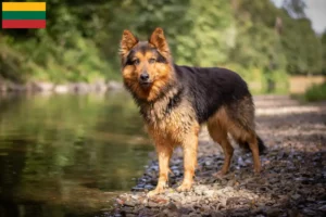Read more about the article Chodský pes tenyésztők és kiskutyák Litvániában