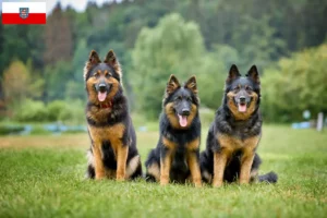 Read more about the article Chodský pes tenyésztők és kölykök Türingiában