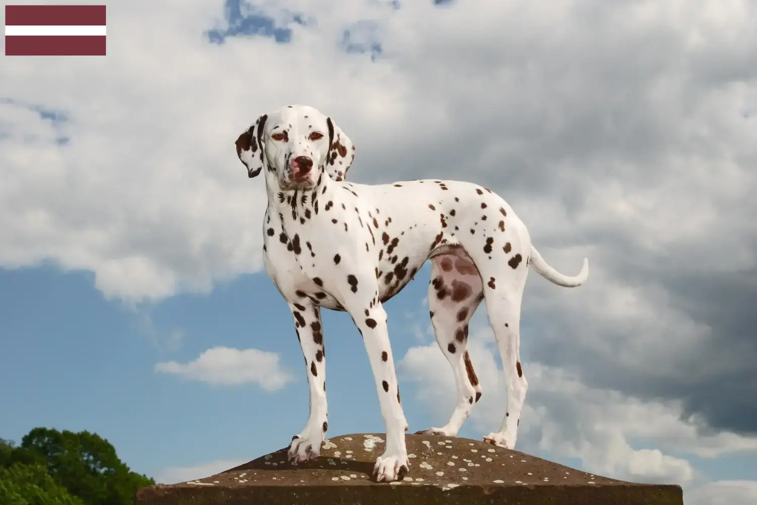 Dalmata kölyökkutyák és tenyésztők Lettország Lettországi dalmata tenyésztőket itt talál.