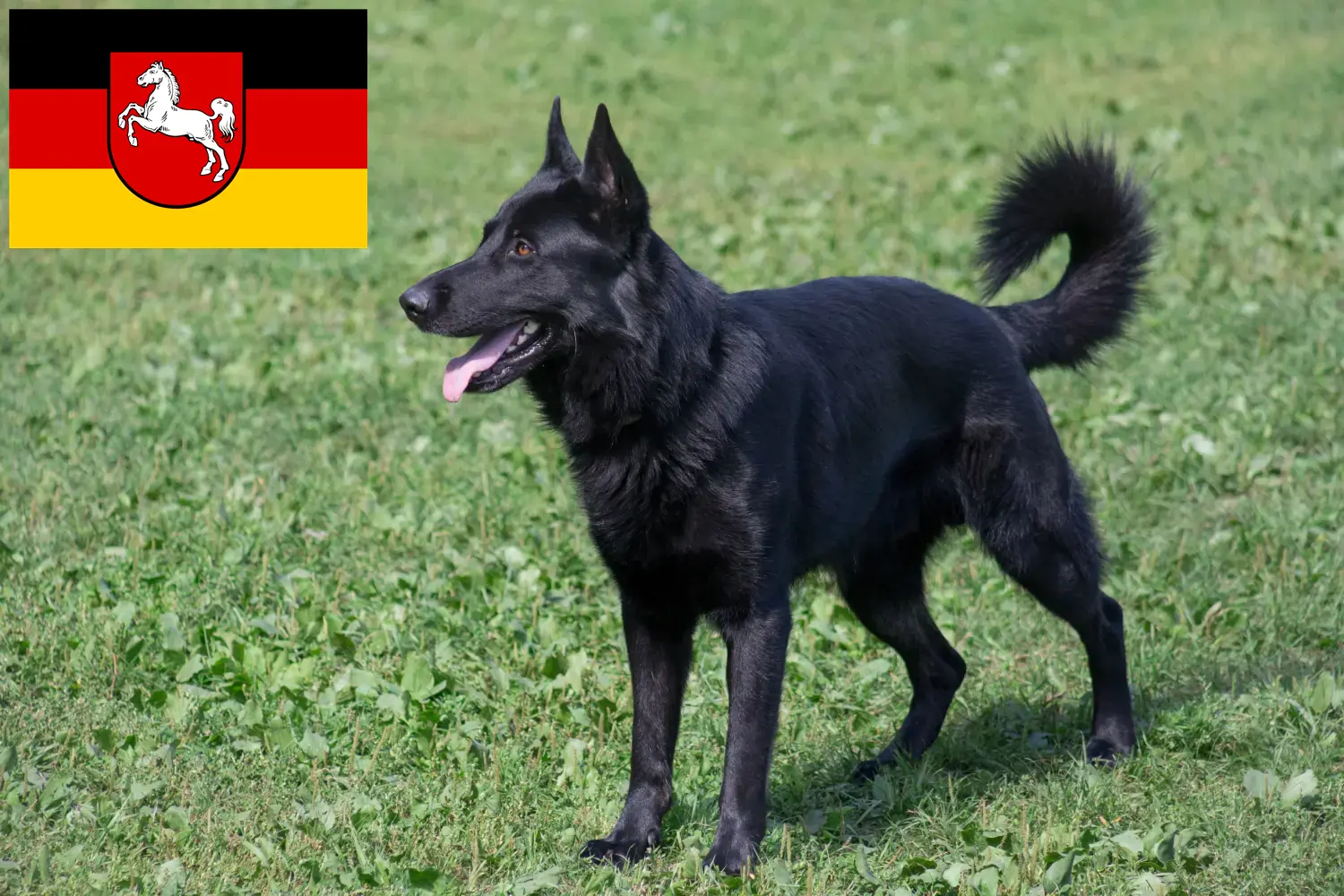 Kelet-európai juhászkutya kölykök és tenyésztő Alsó-Szászországban Itt megtalálhatja a kelet-európai juhászkutya tenyésztőket Alsó-Szászországban.