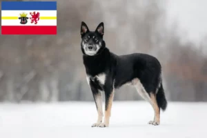 Read more about the article Kelet-európai juhászkutya tenyésztő és kölykök Mecklenburg-Vorpommernben