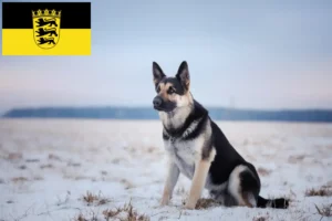 Read more about the article Kelet-európai juhászkutya tenyésztő és kölykök Baden-Württembergben