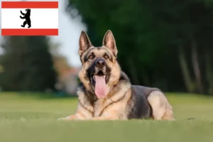 Read more about the article Kelet-európai juhászkutya tenyésztő és kölykök Berlinben