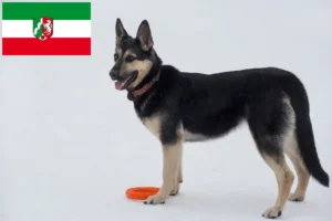 Read more about the article Kelet-európai juhászkutya tenyésztő és kölykök Észak-Rajna-Vesztfáliában