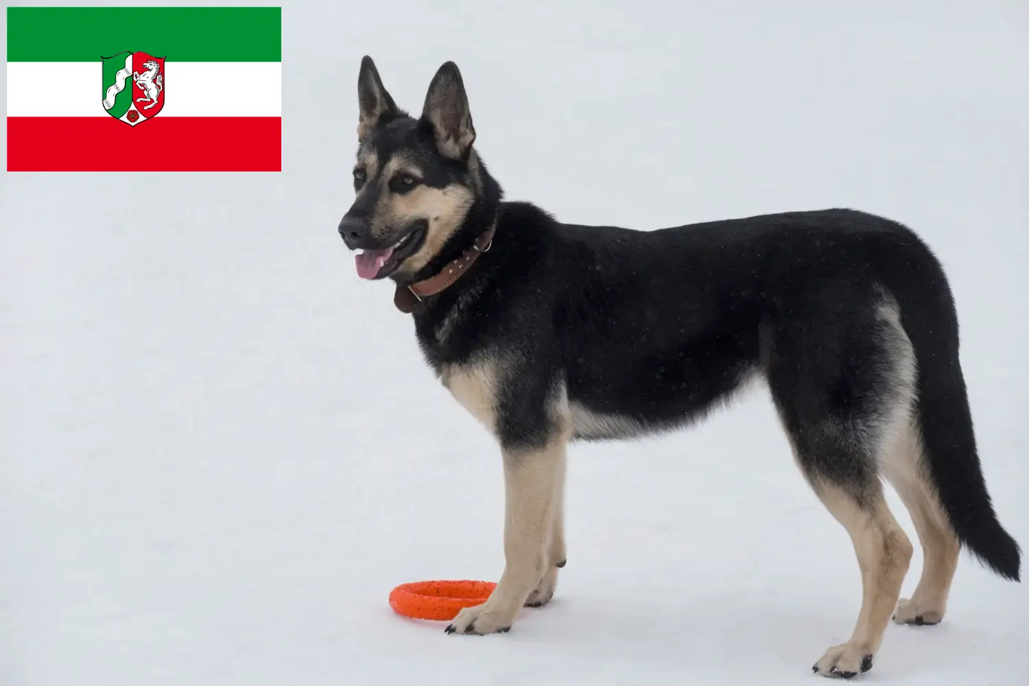 Kelet-európai juhászkutya kölykök és tenyésztő Észak-Rajna-Vesztfália Itt talál kelet-európai juhászkutyatenyésztőket Észak-Rajna-Vesztfália területén.