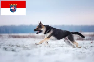Read more about the article Kelet-európai juhászkutya tenyésztő és kölykök Hessenben