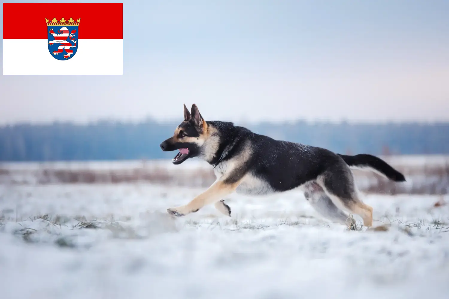 Kelet-európai juhászkutya kölykök és tenyésztő Hessen Itt talál kelet-európai pásztorkutyatenyésztőket Hessenben.