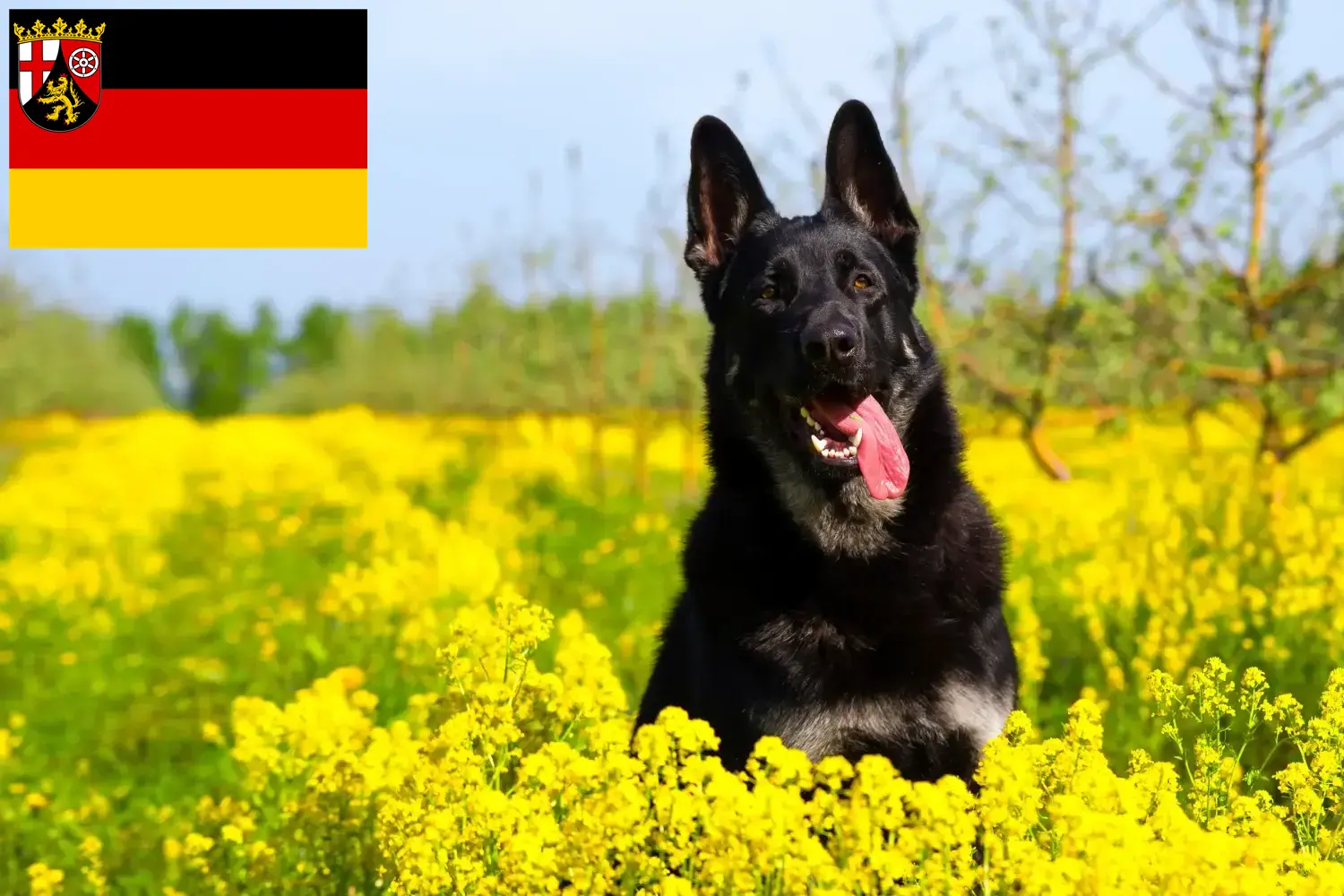 Kelet-európai juhászkutya kölykök és tenyésztő Rajna-vidék-Pfalz Itt megtalálhatja a Rajna-vidék-Pfalzban található kelet-európai pásztorkutyatenyésztőket.